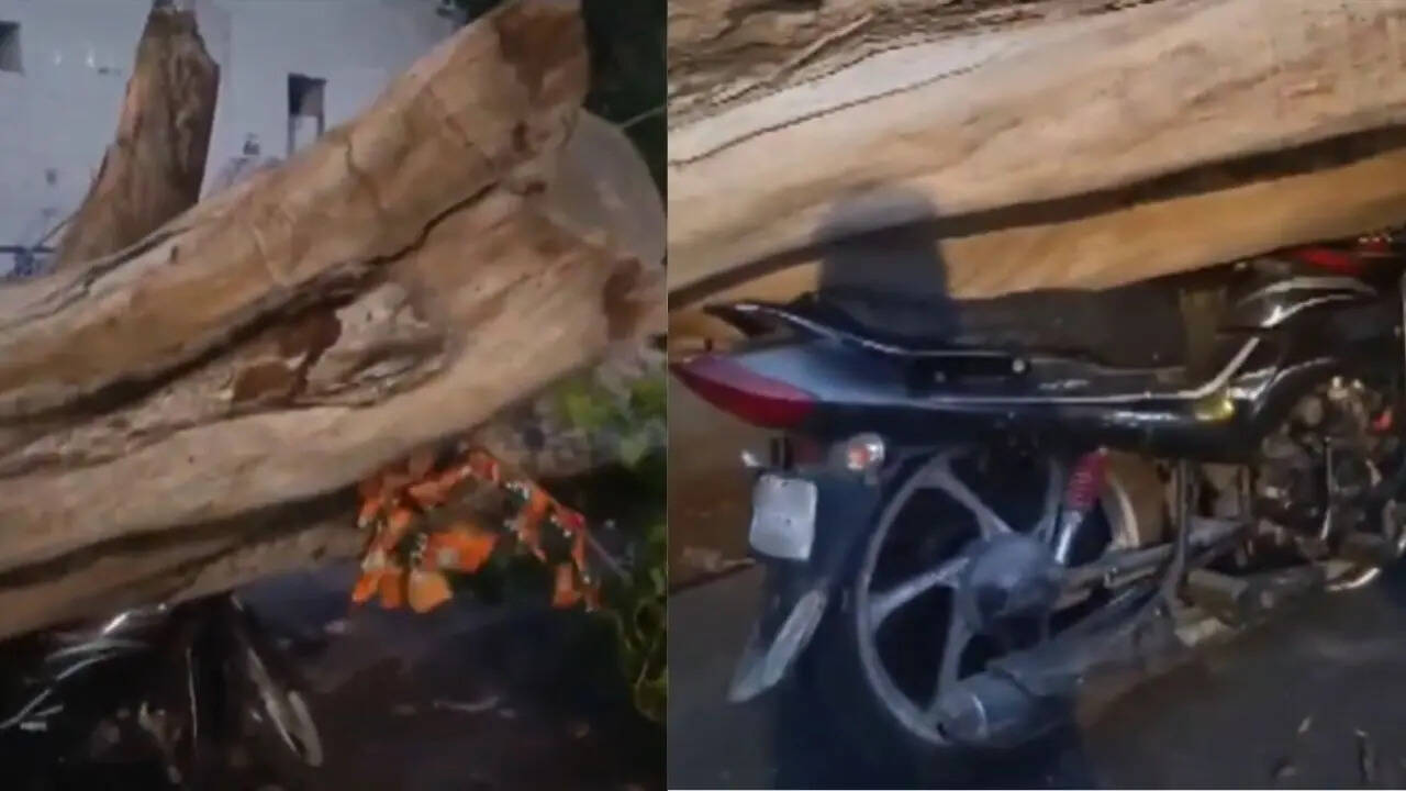 Delhi Bike Tree Accident