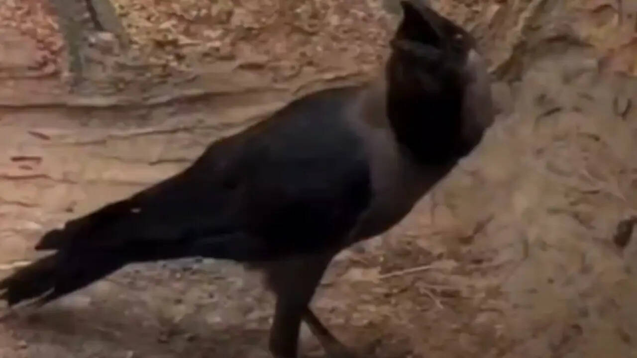 Viral Video