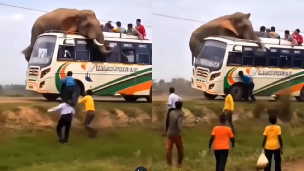 hathi ka Video