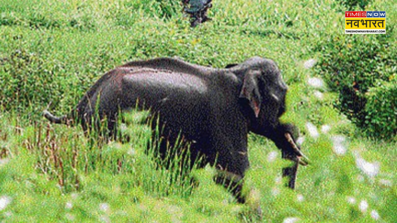 elephant Killed tribals in Kerala