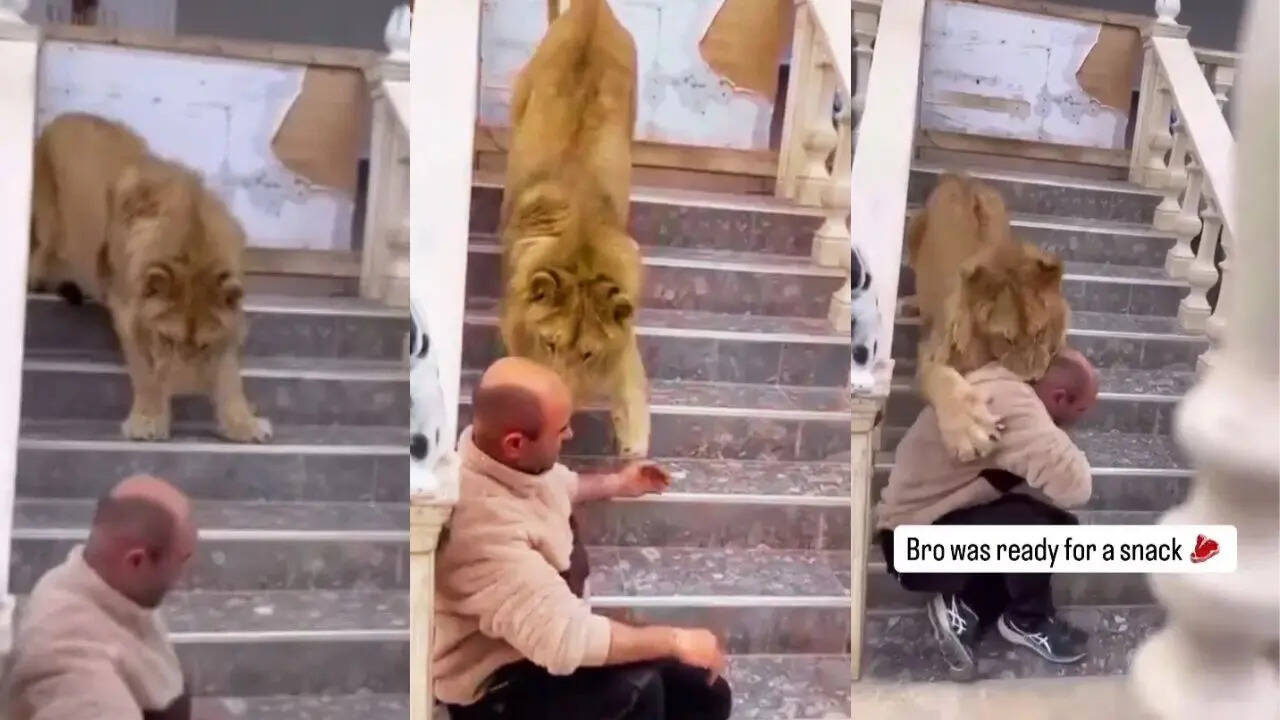 lion attack on man