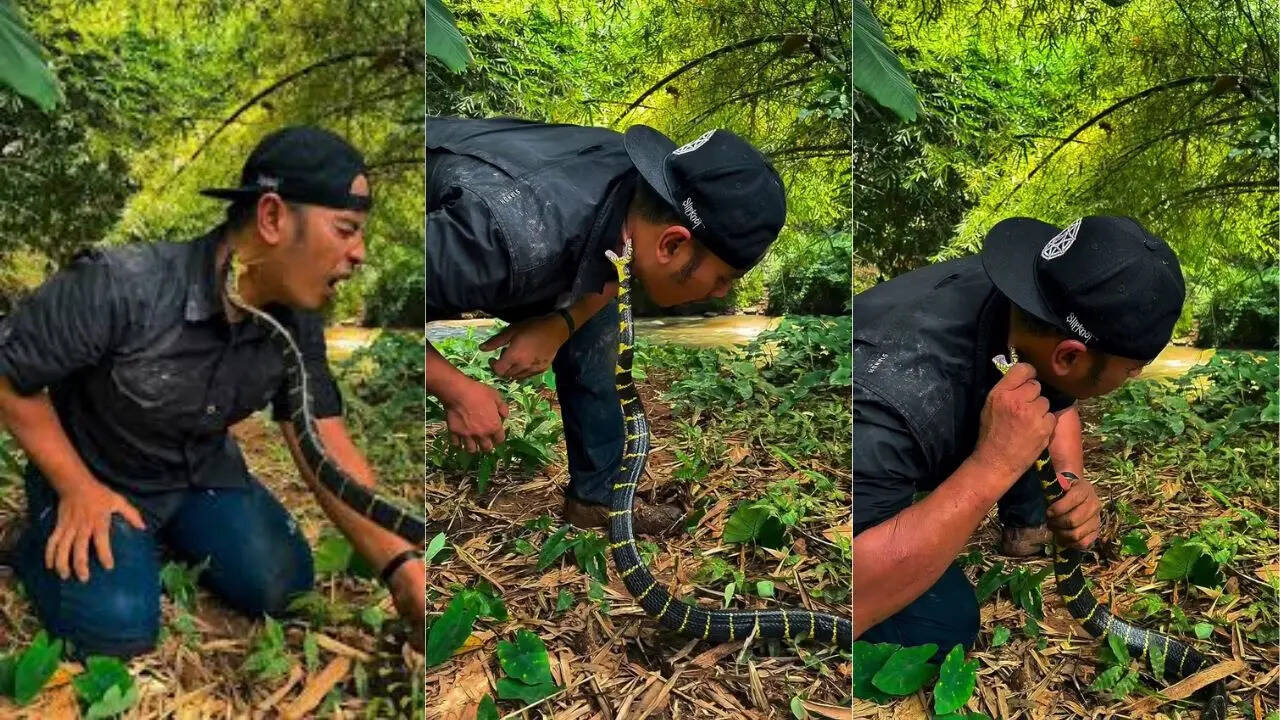 Snake Attack On Man Neck
