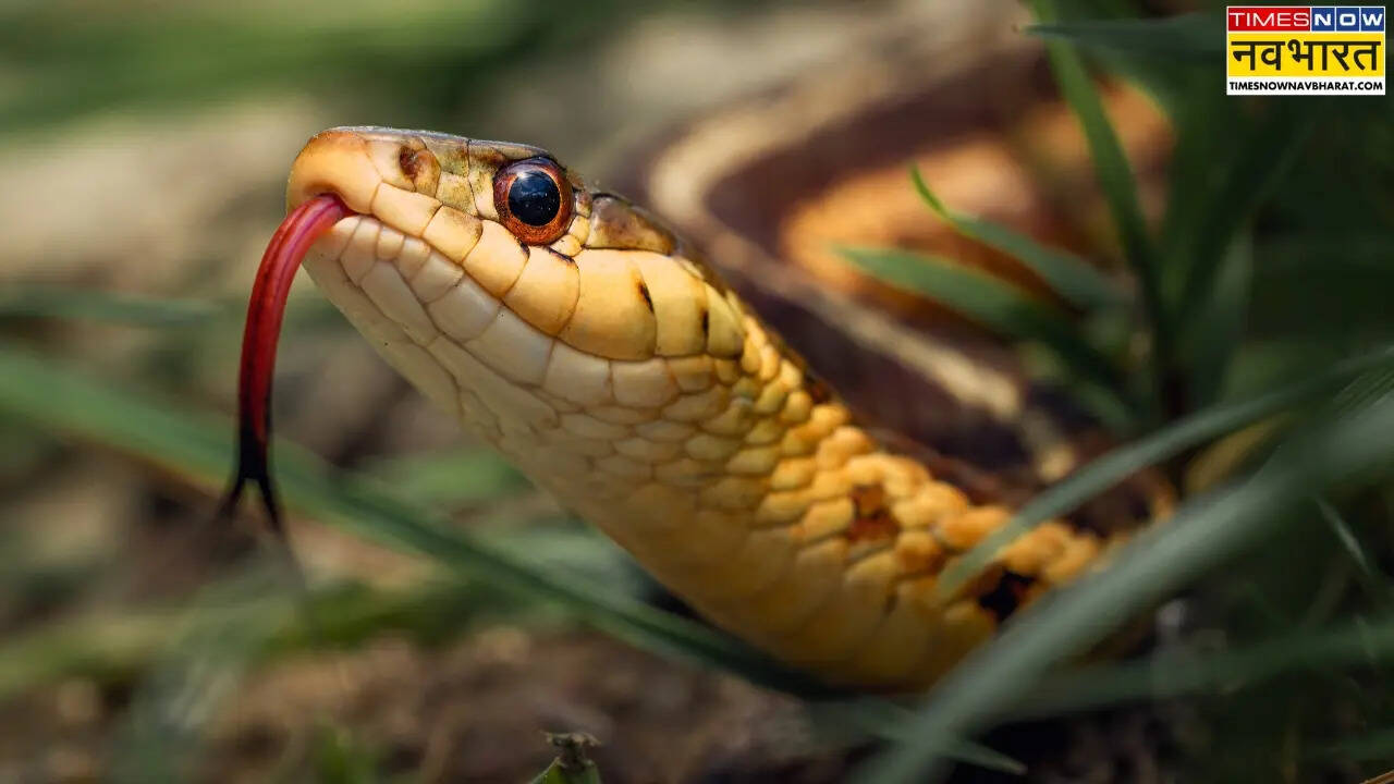 wife killed husband in meerut made the scene to look like snakebite