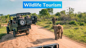 Wildlife Tourism जंगल सफारी का बढ़ रहा है क्रेज इन बातों का पर्यटकों को रखना चाहिए ध्यान