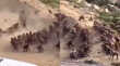 Animal Fight Video हाईवे पर भिड़ गए बंदरों के दो ग्रुप दिखा ऐसा नजारा होश उड़ जाएंगे