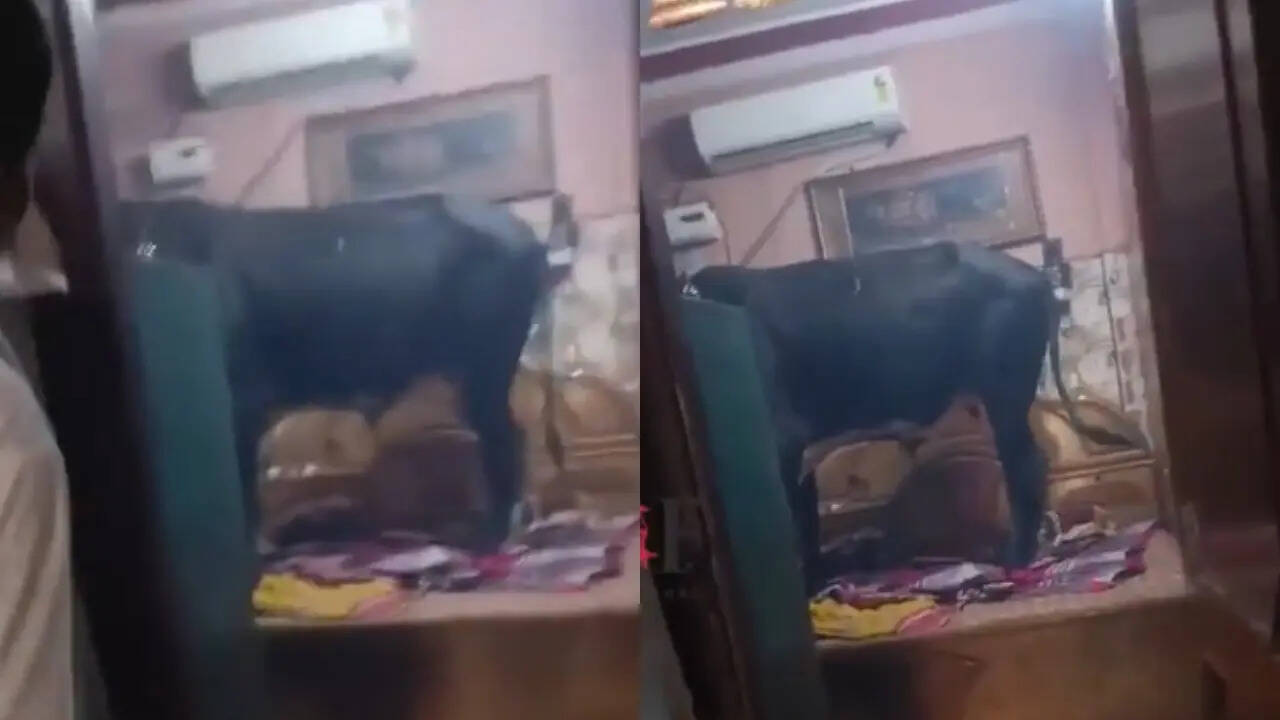 Animal Attack Video