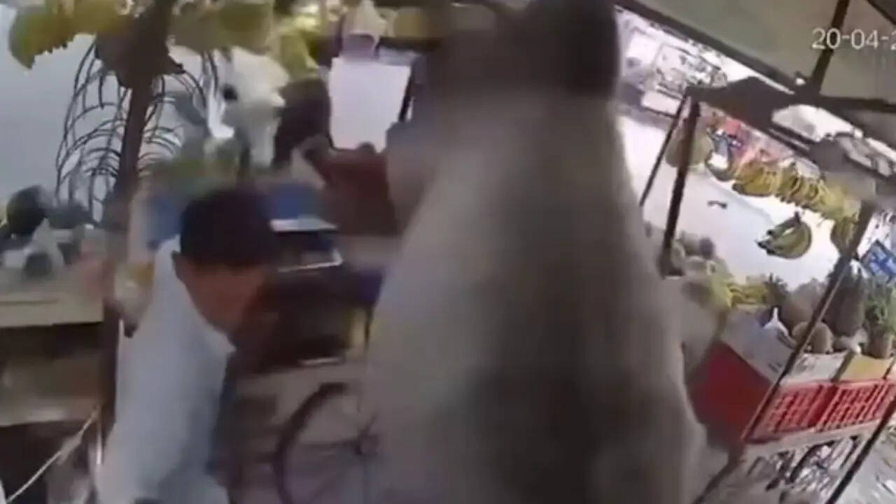 Terror of Stray Bull