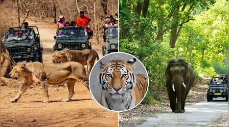 रोमांच से भरी होगी जंगल सफारी, नहीं भूल पाएंगे सफर, करीब से देख आएं एशियाई शेर