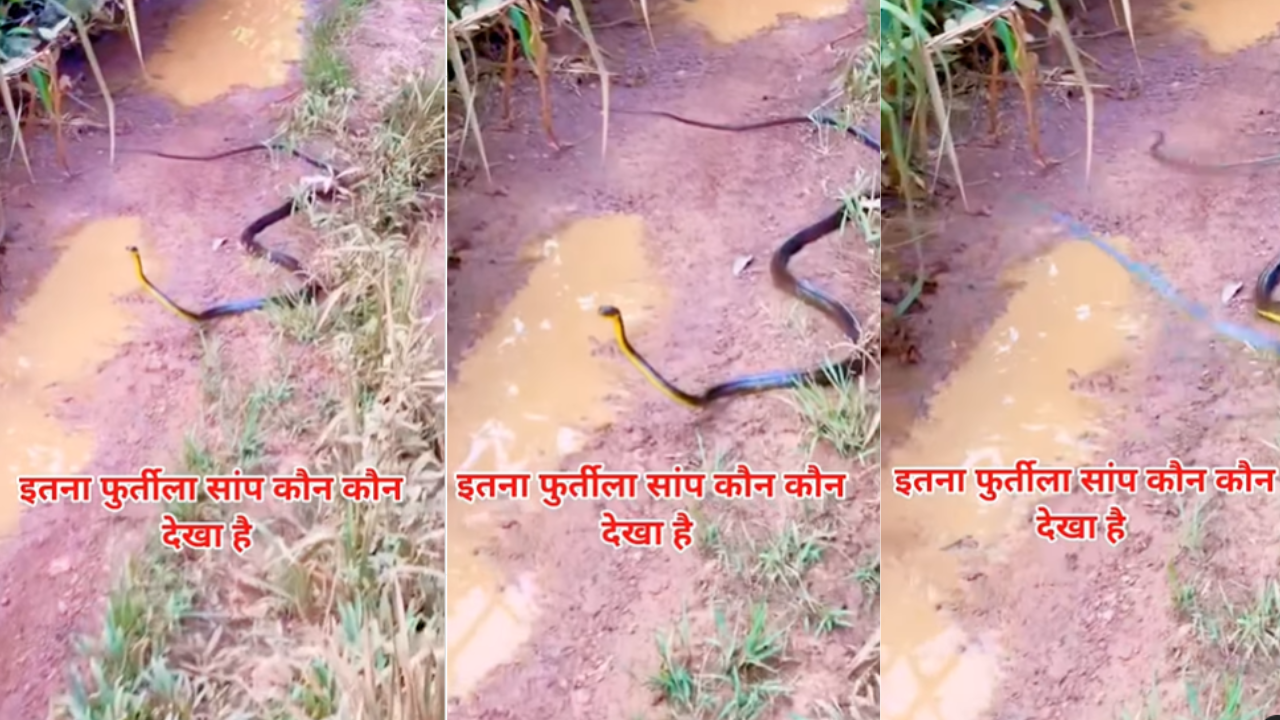 saanp ka video