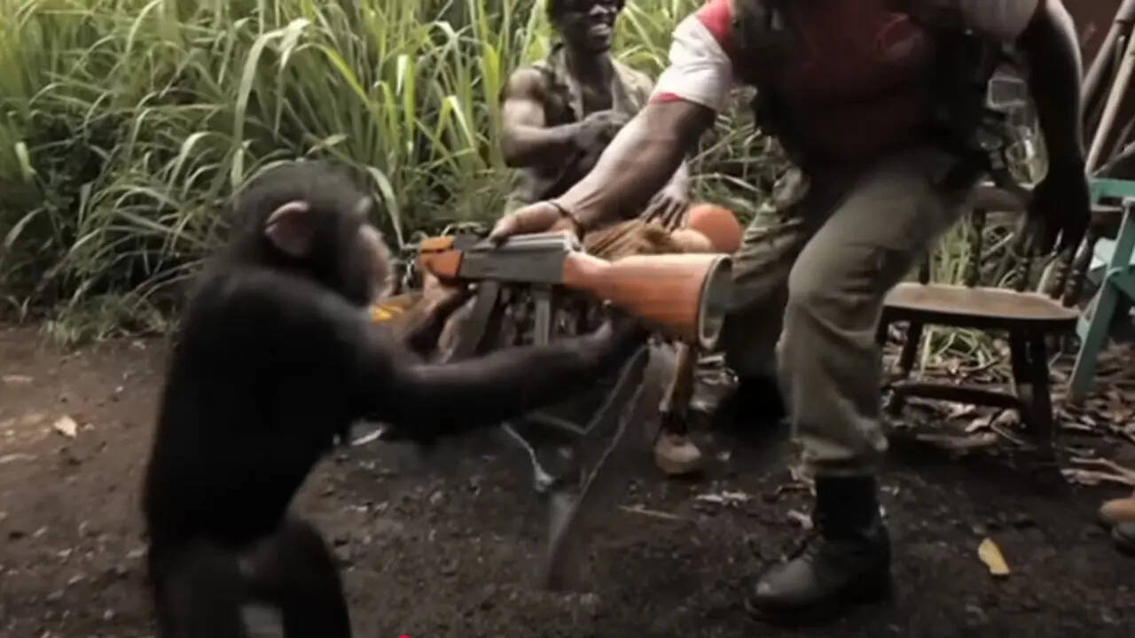 Animal Attack Video