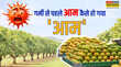 Mango Season गर्मी से पहले ही बाजार में कहां से आ गए इतने सारे आम पेड़ की जगह कहीं कार्बाइड से तो नहीं पके- आम खाने से पहले जान लें ये जरूरी बातें