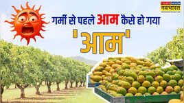 Mango Season गर्मी से पहले ही बाजार में कहां से आ गए इतने सारे आम पेड़ की जगह कहीं कार्बाइड से तो नहीं पके- आम खाने से पहले जान लें ये जरूरी बातें