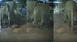 Elephant Video रिहायशी इलाके में पहुंचे दो दंतैल हाथी जान बचाकर भागे लोग कैमरे में कैद हुआ खतरनाक नजारा