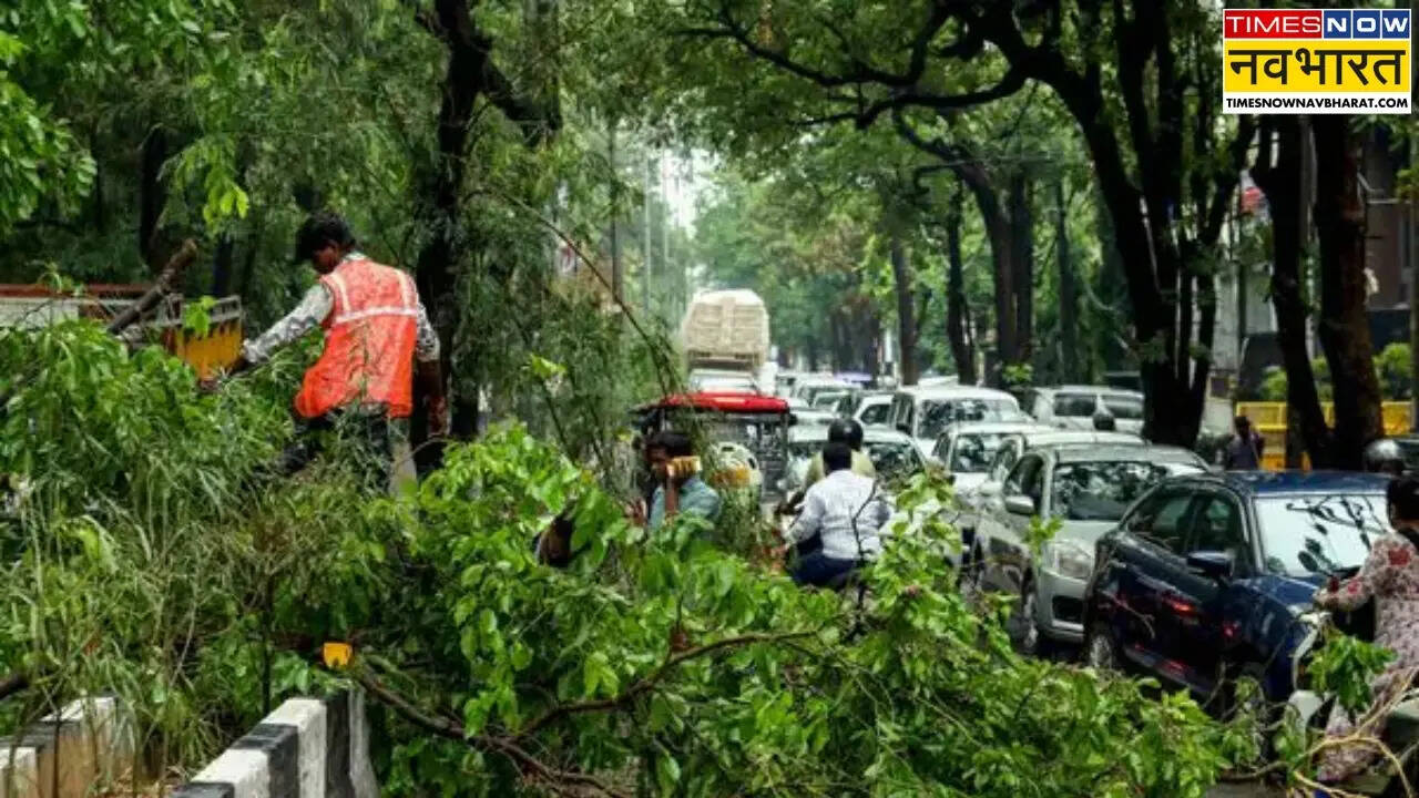 More than 100 trees fall in Delhi