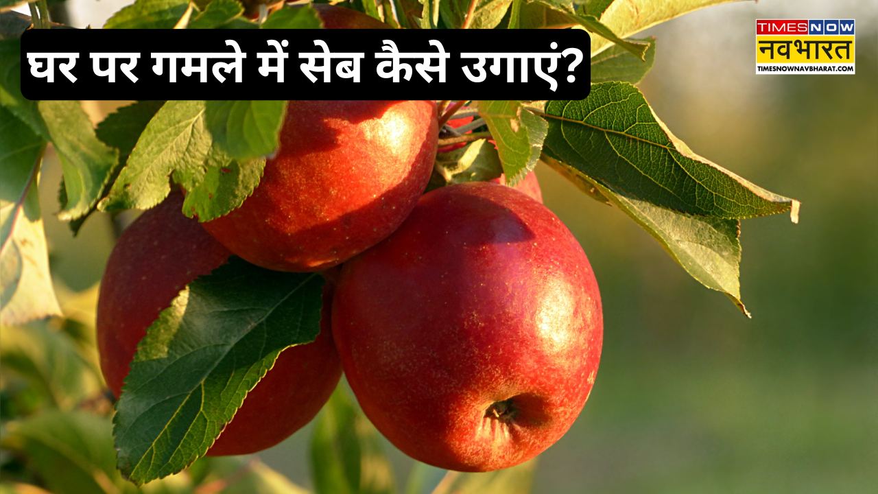 How to grow apple plant at home in the house