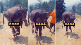 Viral Video Today बाहुबली बनकर भैंस को गर्दन पर उठाकर चलने लगा लड़का स्वैग देखकर थर्रा गए लोग