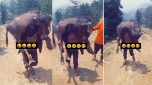 Viral Video Today बाहुबली बनकर भैंस को गर्दन पर उठाकर चलने लगा लड़का स्वैग देखकर थर्रा गए लोग