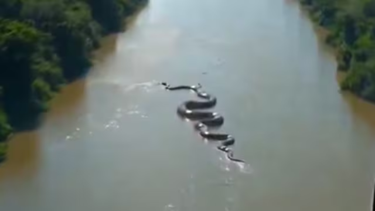 La serpiente se arrastra en el agua.