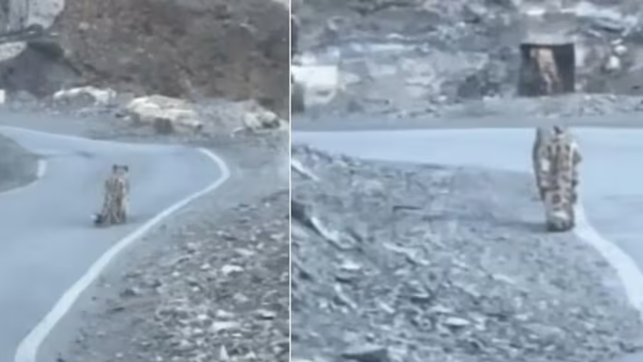 स्पीति में दिखा हिम तेंदुआ।