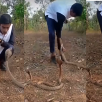 Viral Video Today सांपों के सामने बैठकर टशन दिखा रहा था लड़का फिर हुआ ऐसा खेल जिसने दुनिया बदल दी