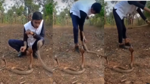 Viral Video Today सांपों के सामने बैठकर टशन दिखा रहा था लड़का फिर हुआ ऐसा खेल जिसने दुनिया बदल दी