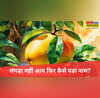 Langda Mango लंगड़ा नहीं आम फिर कैसे पड़ा ये नाम बेहद रोचक है मिसरी से मीठे इस लंगड़ा आम के नाम की कहानी