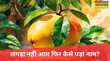 Langda Mango आम कैसे हो गया लंगड़ा बेहद रोचक है मिसरी से मीठे इस लंगड़ा आम के नाम की कहानी
