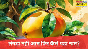 Langda Mango लंगड़ा नहीं आम फिर कैसे पड़ा ये नाम बेहद रोचक है मिसरी से मीठे इस लंगड़ा आम के नाम की कहानी