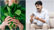 गर्मी में शुगर के मरीज खाना शुरू कर दें ये खास साग डायबिटीज हमेशा रहेगी कंट्रोल दिनभर रहेंगे एनर्जी से भरपूर