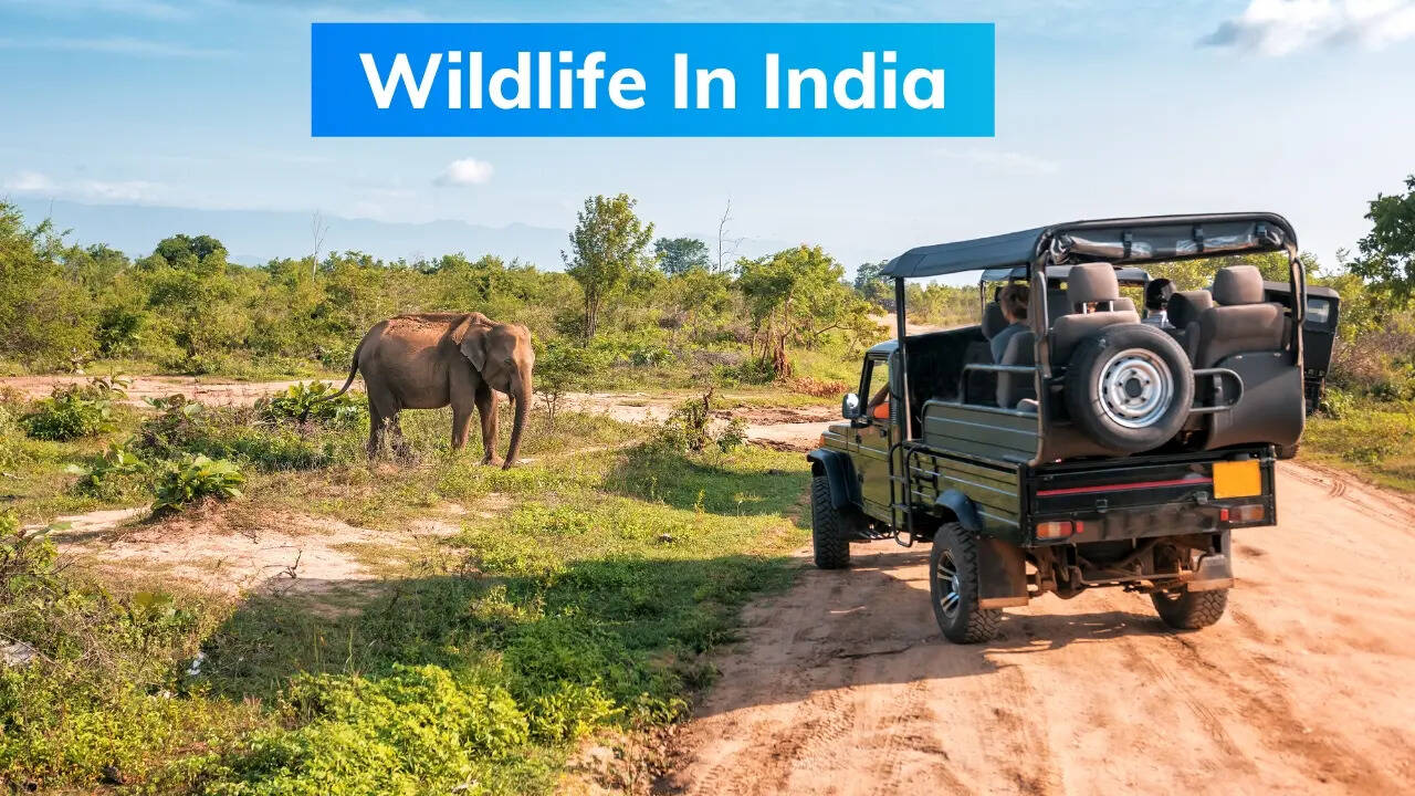 Wildlife In India