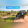 Wildlife In India इस गर्मी भारत में वाइल्ड लाइफ का करें दीदार जन्नत से कम नहीं हैं ये 3 नेशनल पार्क