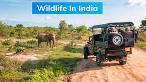 Wildlife In India इस गर्मी भारत में वाइल्ड लाइफ का करें दीदार जन्नत से कम नहीं हैं ये 3 नेशनल पार्क