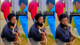 Viral Video Today सांप को पीछे से किस कर रहा था शख्स पलटकर मुंह को ऐसे दबोचा सारी आशिकी निकल गई