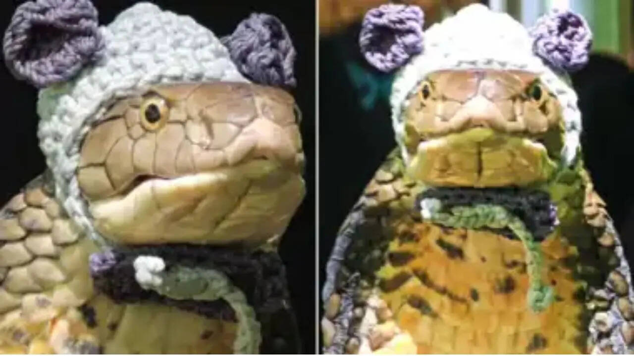 King Cobra Cute Video