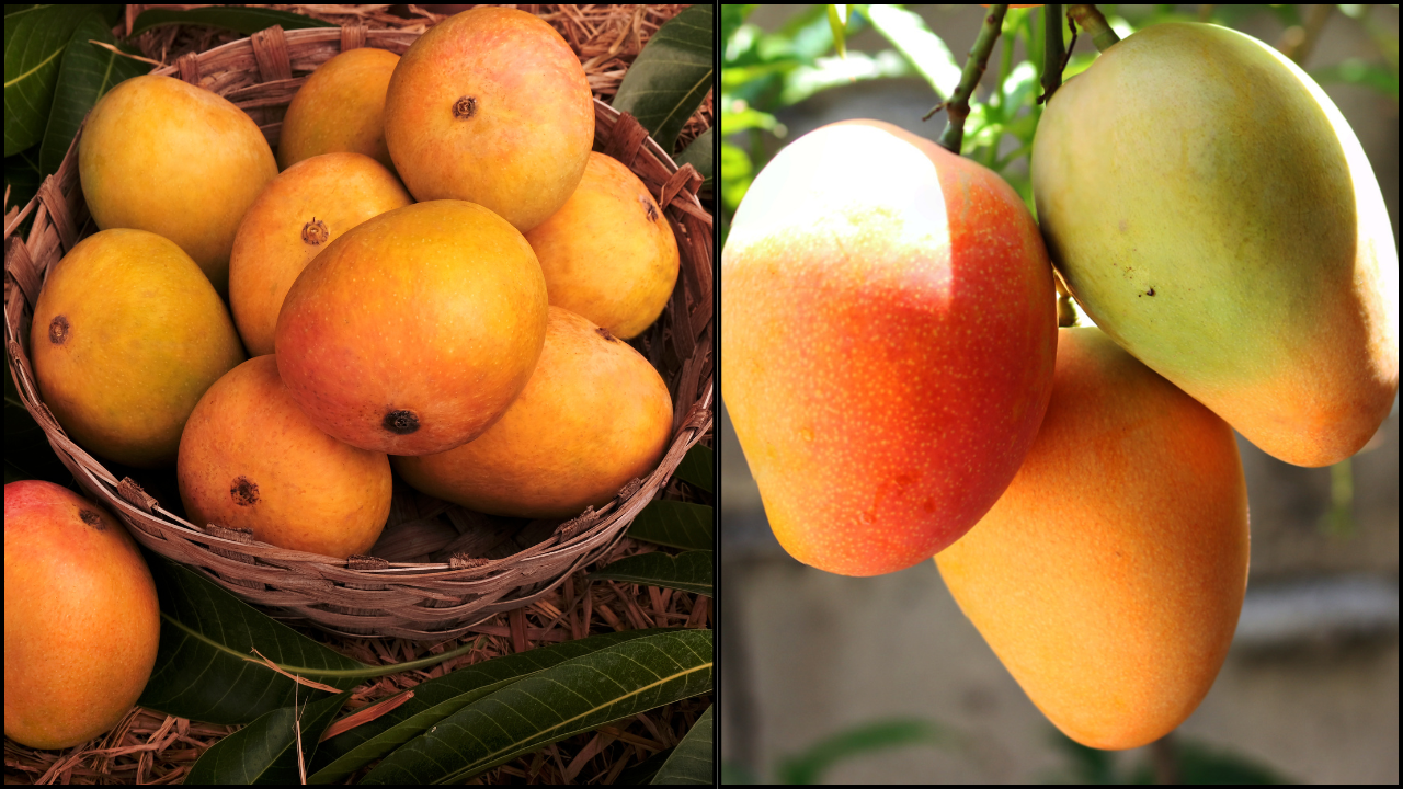 mango side effects