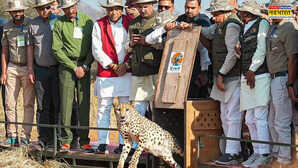 वीरांगना दुर्गावती बाघ सेंचुरी में छोड़े जाएंगे चीते विदेशी नस्लों का होगा दीदार जानें MP में कितने टाइगर