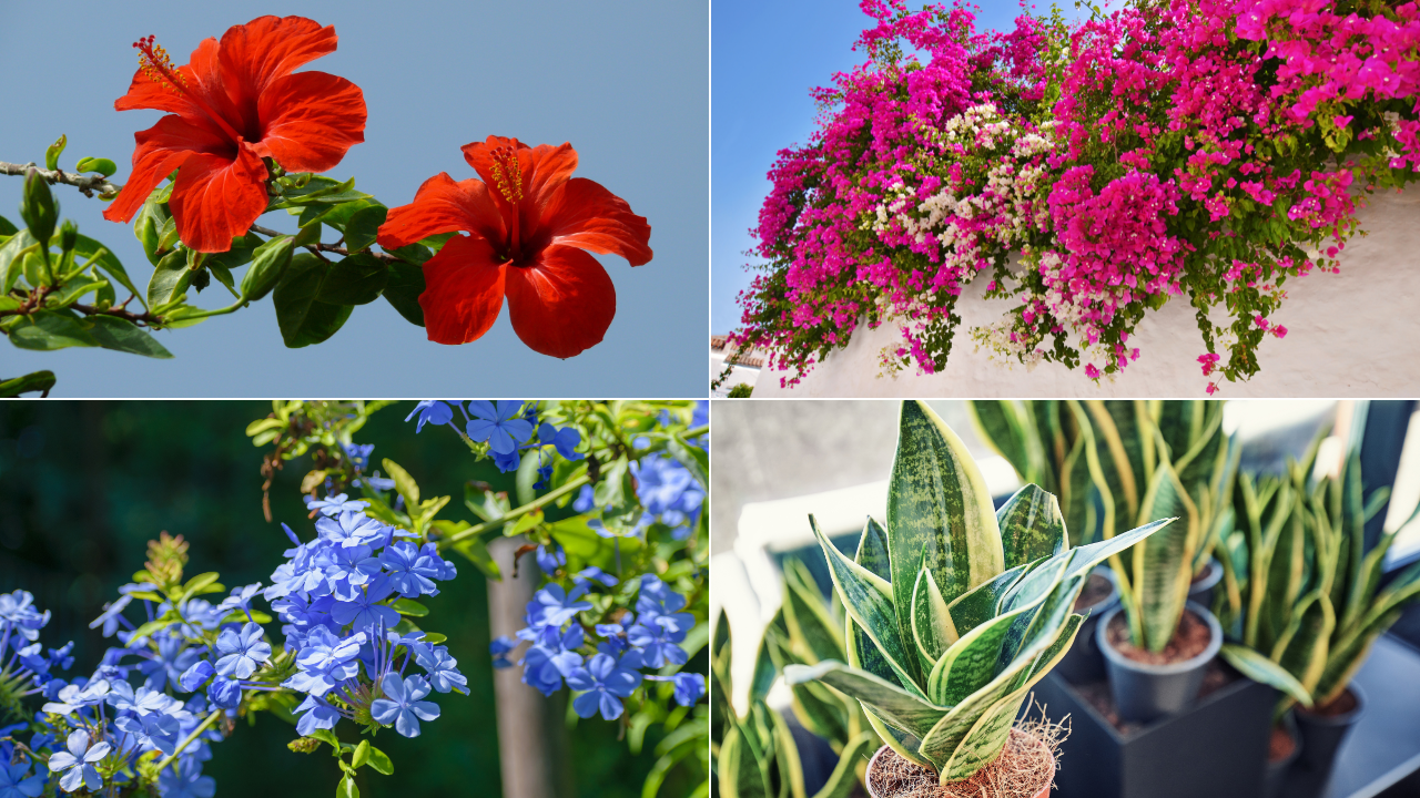 top 5 best plant to grow in summer
