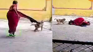 Shocking Video साड़ी पकड़कर खींचा तो गिरी मुंह के बल बंदर ने बुरी तरीके से किया बुजुर्ग महिला पर हमला कांप उठेंगे आप
