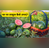 How To Grow Watermelon घर पर गमले में ऐसे उगाएं लाल और रसीले तरबूज मार्केट जाने की भी नहीं पड़ेगी जरूरत