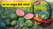 How To Grow Watermelon घर पर गमले में ऐसे उगाएं लाल और रसीले तरबूज मार्केट जाने की भी नहीं पड़ेगी जरूरत