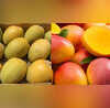 Mangoes अमेरिका ने 42767900 रुपये के भारतीय आमों को क्यों ठुकराया