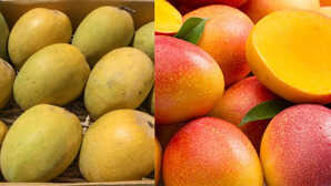 Mangoes अमेरिका ने 42767900 रुपये के भारतीय आमों को क्यों ठुकराया