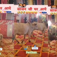 Viral Video Today बिन बुलाए शादी पार्टी में पहुंचा सांडों का झुंड फिर जो हुआ उसे देख कहेंगे- एक विवाह ऐसा भी
