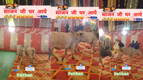 Viral Video Today बिन बुलाए शादी पार्टी में पहुंचा सांडों का झुंड फिर जो हुआ उसे देख कहेंगे- एक विवाह ऐसा भी