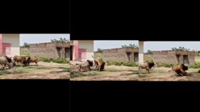 Viral Video Today दो सांडों के बीच चल रही थी लड़ाई अचानक तीसरे की हुई एंट्री फिर आया असली बवंडर