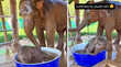 Animal Video पहले नहीं देखा होगा हाथी के बच्चे का ऐसा क्यूट वीडियो मां के साथ की दिल चुराने वाली मस्ती
