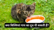 Pet Care क्या बिल्लियां गाय का दूध पी सकती हैं एक्सपर्ट से जानें बिल्ली को दूध देना है कितना सुरक्षित
