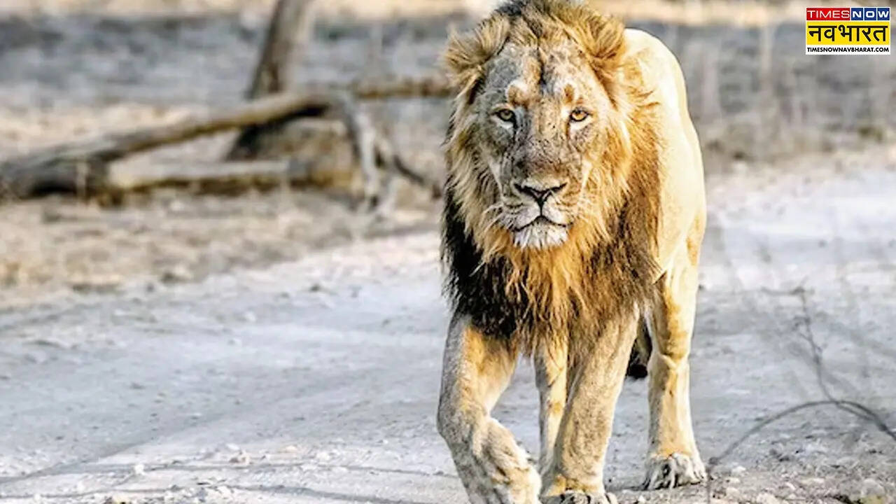 lion