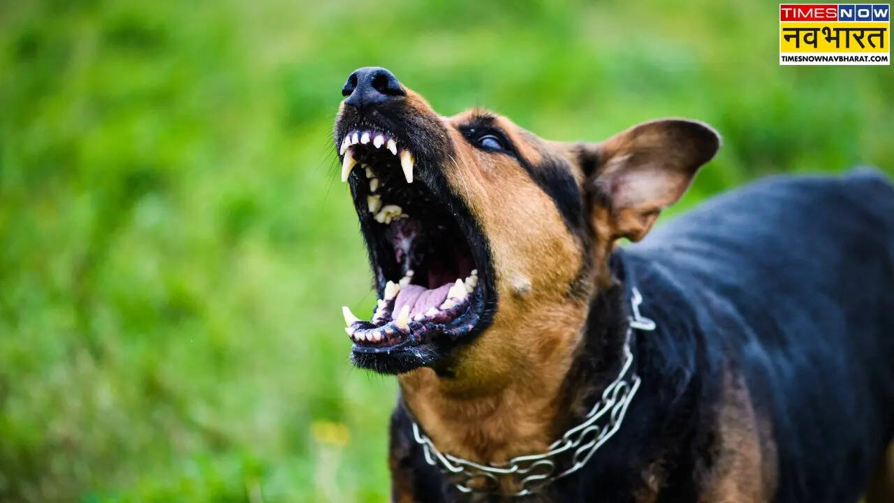 dog bite hotspots of noida