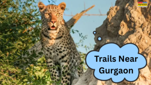 Trails Near Gurgaon दिल्ली में रहकर ही मिल जाएगा पहाड़ों पर चढ़ाई का मजा वीकेंड के लिए अभी से बना लें यहां जाने का प्लान